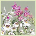Kews Orchids sm